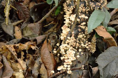 Mantar sürüsü ormanda yerde çürüyen kütüklerden büyüyor.