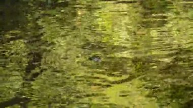 Su Nehri çalıştırmak ormanda et kalınlığı ile yivli rock yapmak vurmak