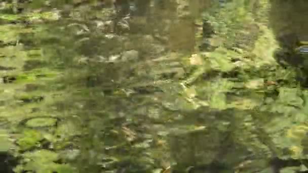 Vodní Chodec Nebo Rybník Sketer Plovoucí Hladině Řeky Lese — Stock video