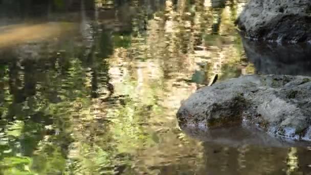 Вода Проходить Через Річку Перевал Камінь Камінь Лісі — стокове відео