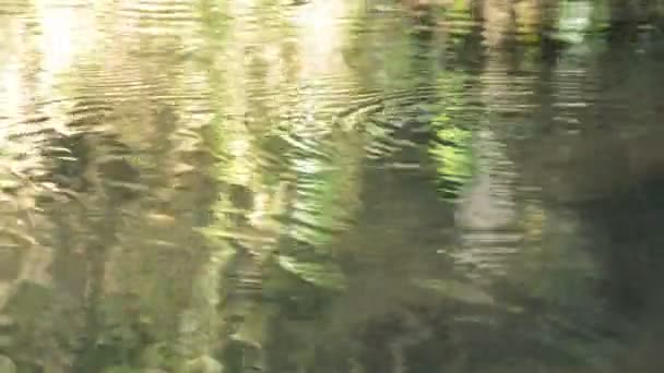 Водолазка Скейтер Пруд Плавающие Поверхности Реки Лесу — стоковое видео