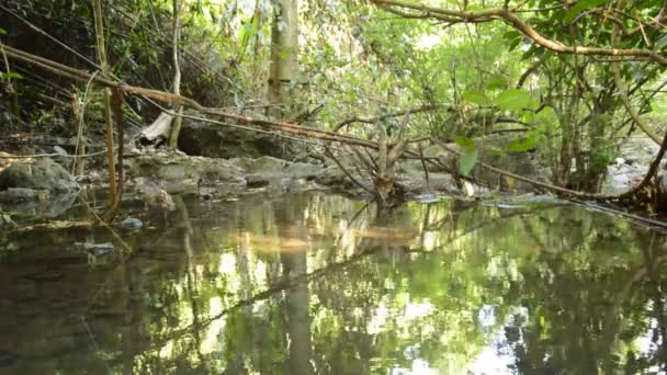 Paisagem Água Parada Rio Floresta — Vídeo de Stock