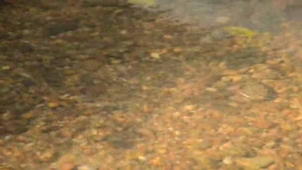 Water Strider Vijver Sketer Drijvend Rivier Oppervlak Bos — Stockvideo