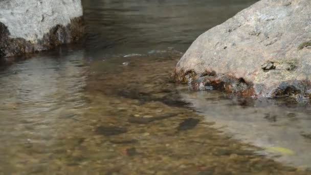 Acqua Scorre Attraverso Passo Del Fiume Roccia Pietra Nella Foresta — Video Stock