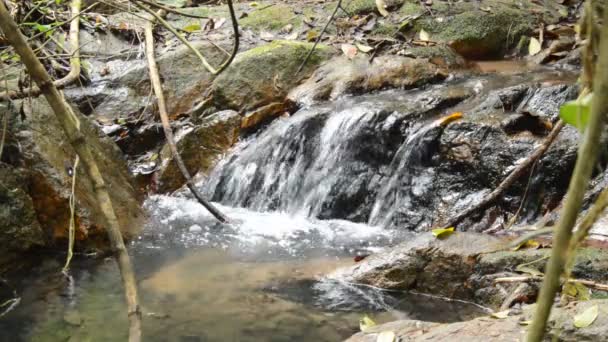 Вода Падає Річку Проходить Камінь Камінь Лісі — стокове відео
