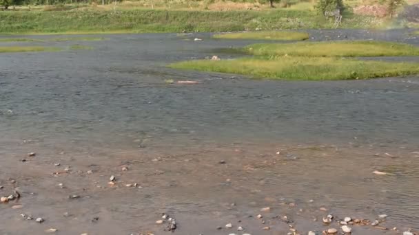 Vatten Flyter Gör Våg Och Krusade Floden — Stockvideo