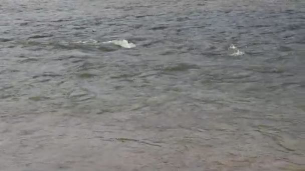 Acqua Che Scorre Fare Onda Increspato Sul Fiume — Video Stock