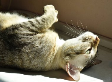  gri kedi güneşlenmek beyaz plastik kutu içinde ev üzerinde