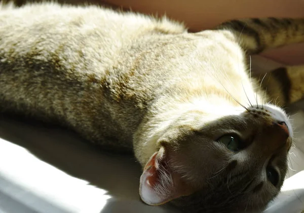 Gray Cat Sunbathe White Plastic Box Home — Stock Photo, Image