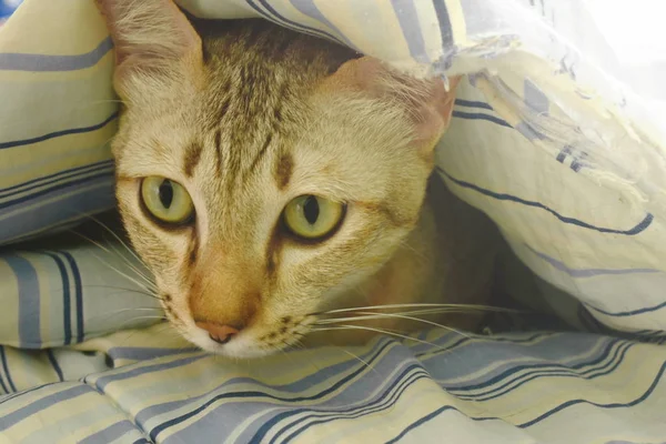 gray cat under blanket on bed in morning