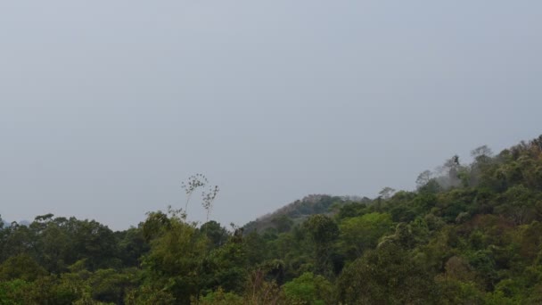 Árbol Parte Superior Hoja Bambú Que Fluye Del Viento Montaña — Vídeos de Stock