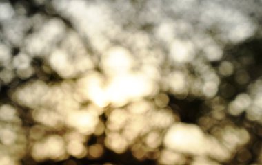  bulanık arka plan ağaç bahçe