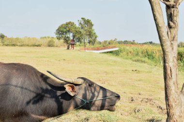  Tay bufalo çim üzerinde Tayland köylere alanında besleme