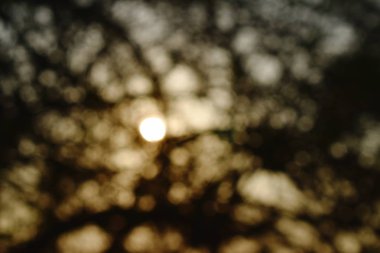  bulanık arka plan ağaç bahçe