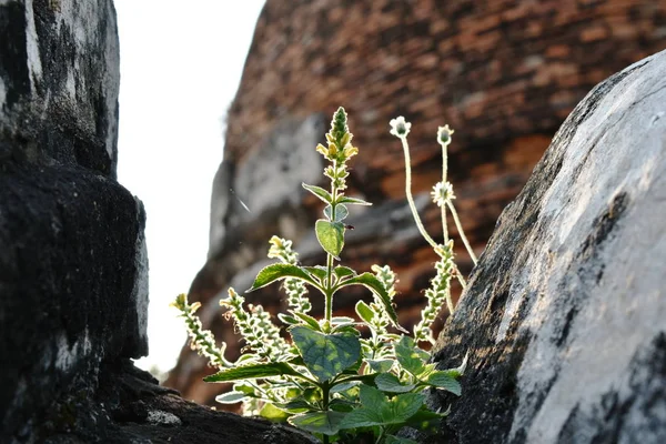 Erba Fiore Che Cresce Sulla Roccia Nell Antico Tempio Buddista — Foto Stock