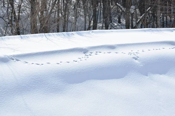 Huella de ciervo en la colina de la montaña de nieve en Hokkaido Japón —  Fotos de Stock