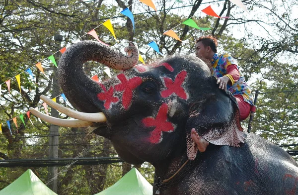 Słonia rozpryskiwania wody między turystą w Songkarn Festival — Zdjęcie stockowe
