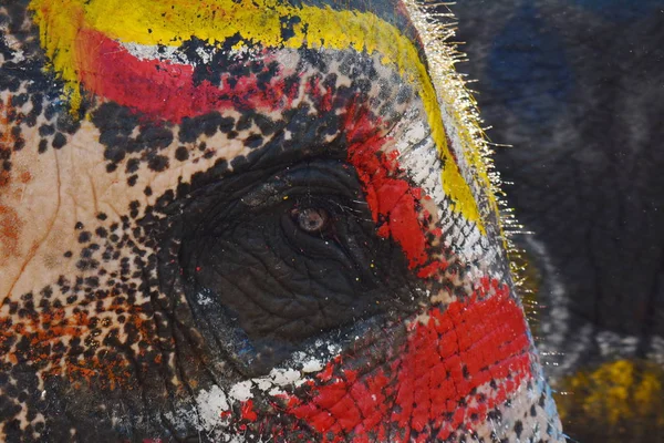 Close up de textura olho de elefante e fundo — Fotografia de Stock