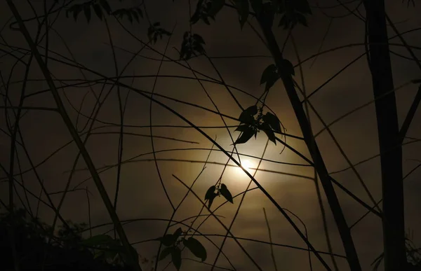 half moon spreading light behind tree branch in night