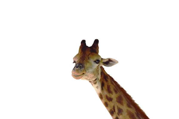 Giraff Ser Som Leende Ansikte Vit Bakgrund — Stockfoto