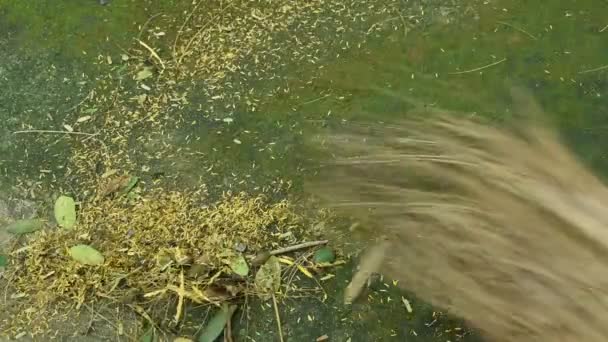 Tuin Bezem Vegen Vallende Bloem Droog Blad Grond — Stockvideo