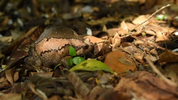 Sapo Hinchado Grande Para Amenazar Enemigo Tierra Foest — Vídeos de Stock