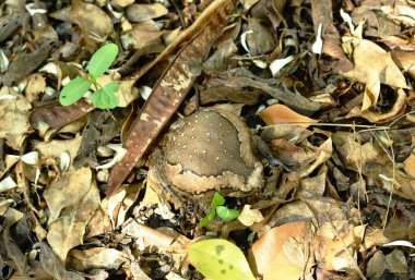  ormanda toprağa düşman tehdit için büyük kabarık kurbağa
