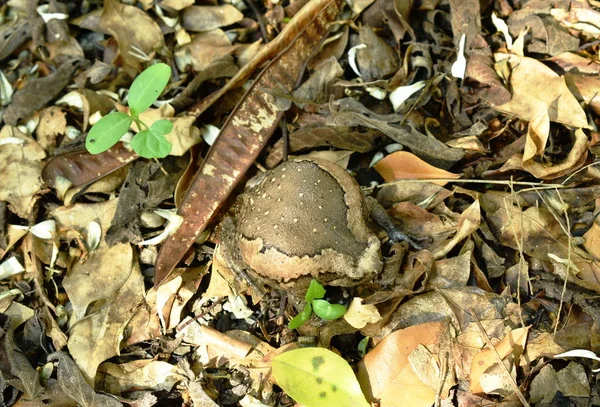 Frosch pustete groß nach bedrohlichem Feind auf Boden im Wald — Stockfoto