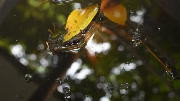 Sapo Flotando Agua Piscina — Vídeos de Stock