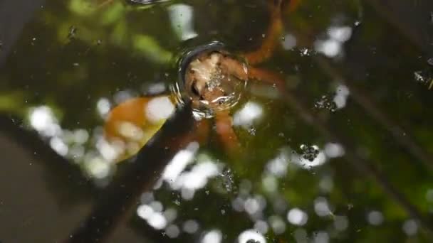 Rospo Galleggiante Sull Acqua Piscina — Video Stock