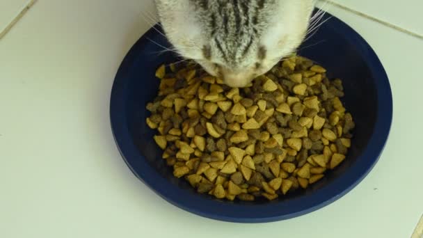 Gato Cinza Alimentar Comida Instantânea Tigela Estimação Azul Chão Telha — Vídeo de Stock