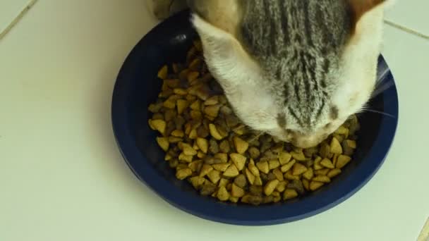 ホームタイルの床に青いペットボウルでインスタント食品を供給する灰色の猫 — ストック動画