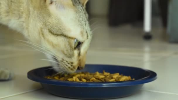 Grijze Kat Voeden Instant Voedsel Blauwe Pet Bowl Home Tegelvloer — Stockvideo