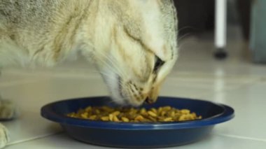 ev kiremit katta mavi pet kase içinde gri kedi besleme anlık gıda