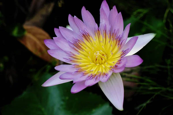 Lotus näckros blommar i poolen — Stockfoto