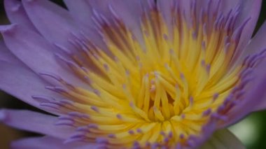 havuzda açan lotus polen yakın