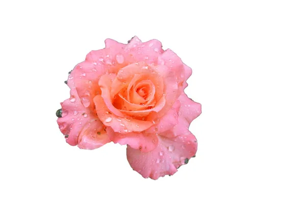 Двухцветная Роза Цветущая Белом Фоне — стоковое фото