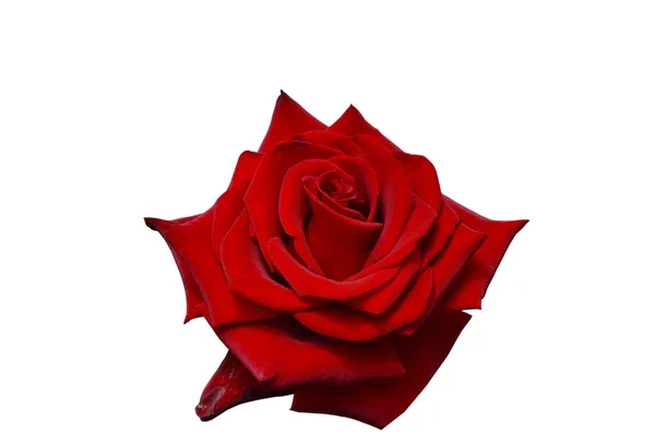 Черная Магия Красная Роза Цветет Белом Фоне — стоковое фото