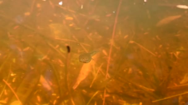 Renacuajos Buceando Piscina Respirando Superficie Del Agua — Vídeo de stock