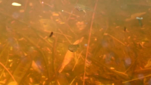 Tadpoles Diving Pool Breathing Water Surface — Stock Video