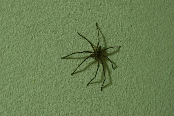 Enorme común cazador araña arrastrándose en casa pared en la noche —  Fotos de Stock