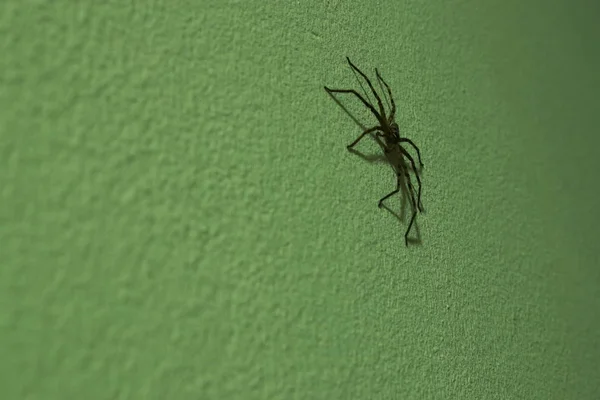 Enorme común cazador araña arrastrándose en casa pared en la noche —  Fotos de Stock