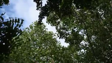büyük ağaç yaprağı ve şube yaz gününde rüzgar üfleme