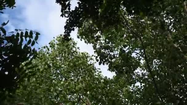 Большие Листья Деревьев Ветви Дующие Ветра Летний День — стоковое видео