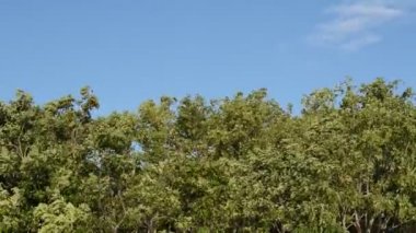 büyük ağaç yaprağı ve şube yaz gününde rüzgar üfleme