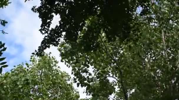 Большие Листья Деревьев Ветви Дующие Ветра Летний День — стоковое видео