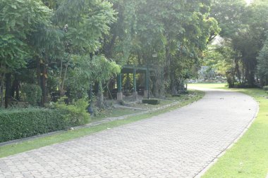  akşam parkta ağaç ve patika manzara