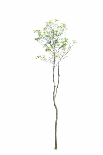 Árvore Grande Alta Isolada Fundo Branco — Fotografia de Stock