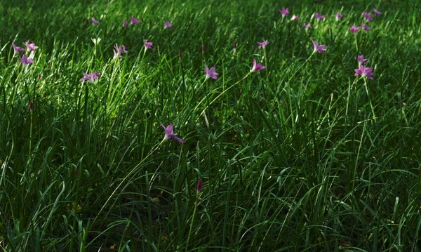 Hierba flor creciendo en el campo en el jardín — Foto de Stock