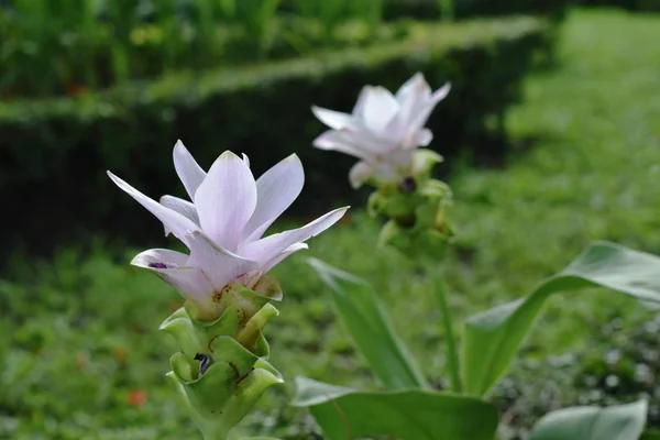 Rosa siam Tulpe tropische Blume blüht im Garten — Stockfoto